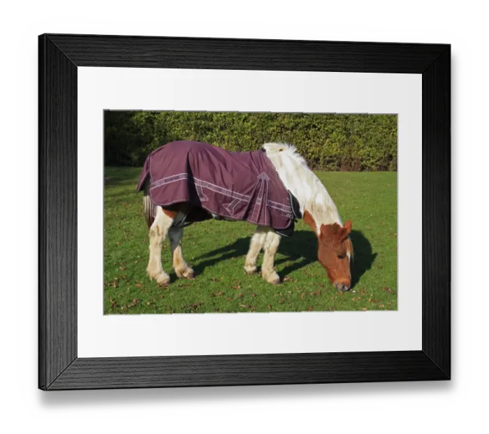 Framed Print : Horse, mare, grazing in pasture, wearing turnout rug, Bacton, Suffolk, England, october Framed Print : Horse, mare, grazing in pasture, wearing turnout rug, Bacton, Suffolk, England, october
