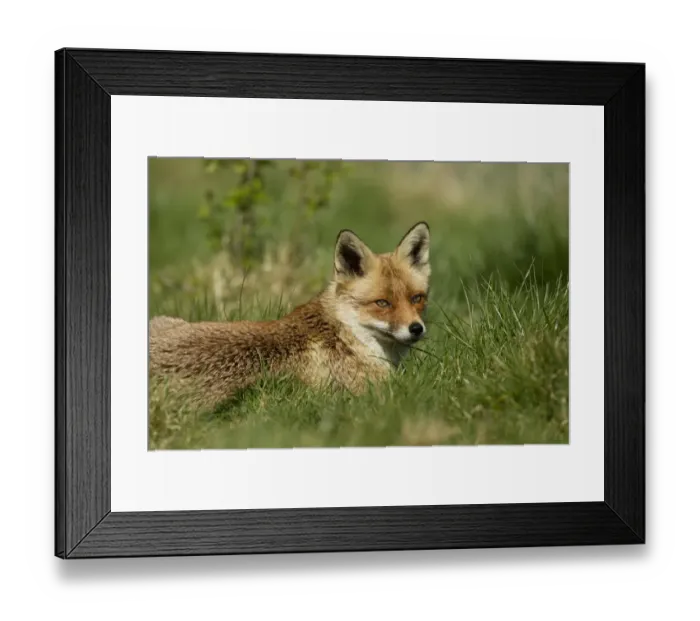 Framed Print : European Red Fox (Vulpes vulpes) adult female, resting on grass, Devon, England, may Framed Print : European Red Fox (Vulpes vulpes) adult female, resting on grass, Devon, England, may
