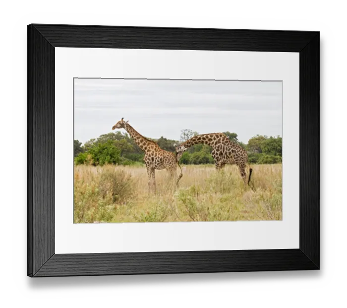 Framed Print : Masai Giraffe (Giraffa camelopardalis tippelskirchi) adult pair, male checking female readiness prior to mating