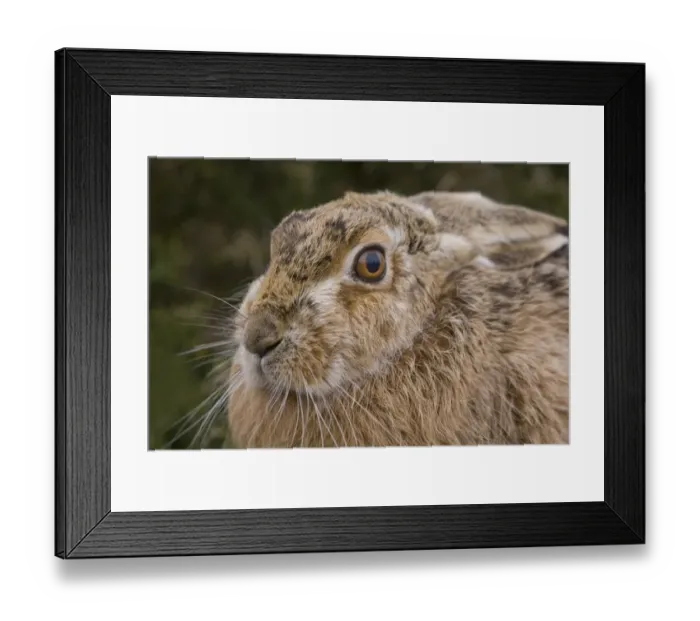 Framed Print : European Hare (Lepus europaeus) adult, close-up of head, Havergate Island RSPB Reserve, Suffolk, England, march Framed Print : European Hare (Lepus europaeus) adult, close-up of head, Havergate Island RSPB Reserve, Suffolk, England, march