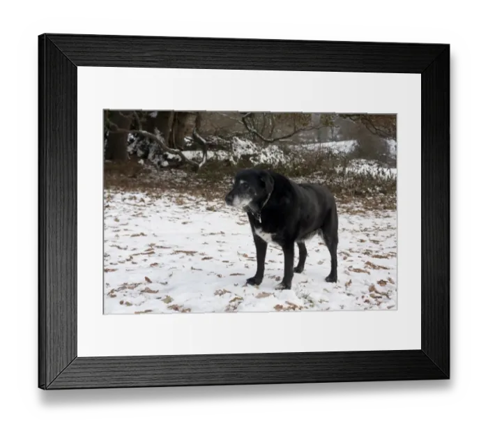 Framed Print : Domestic Dog, labrador cross mongrel, elderly adult, standing in snow, England, december Framed Print : Domestic Dog, labrador cross mongrel, elderly adult, standing in snow, England, december