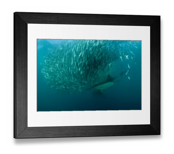 Framed Print : Long-beaked Common Dolphin (Delphinus capensis) two adults, feeding on baitball school of small bait fish Framed Print : Long-beaked Common Dolphin (Delphinus capensis) two adults, feeding on baitball school of small bait fish