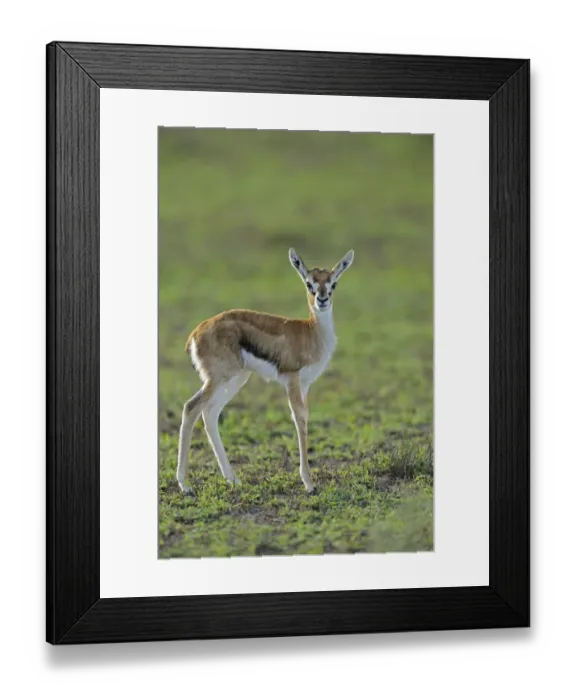 Framed Print : Thomsons Gazelle (Gazella thomsoni) young, standing in grassland, Serengeti N. P. Tanzania