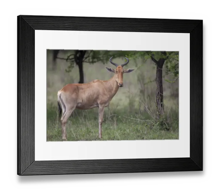 Framed Print : Cokes Hartebeest (Alcelaphus buselaphus cokii) adult, standing, Serengeti N. P. Tanzania, november Framed Print : Cokes Hartebeest (Alcelaphus buselaphus cokii) adult, standing, Serengeti N. P. Tanzania, november