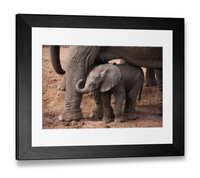 Framed Print : African Elephant (Loxodonta africana) calf with mother, standing at salt lick, The Ark, Aberdare N. P Framed Print : African Elephant (Loxodonta africana) calf with mother, standing at salt lick, The Ark, Aberdare N. P