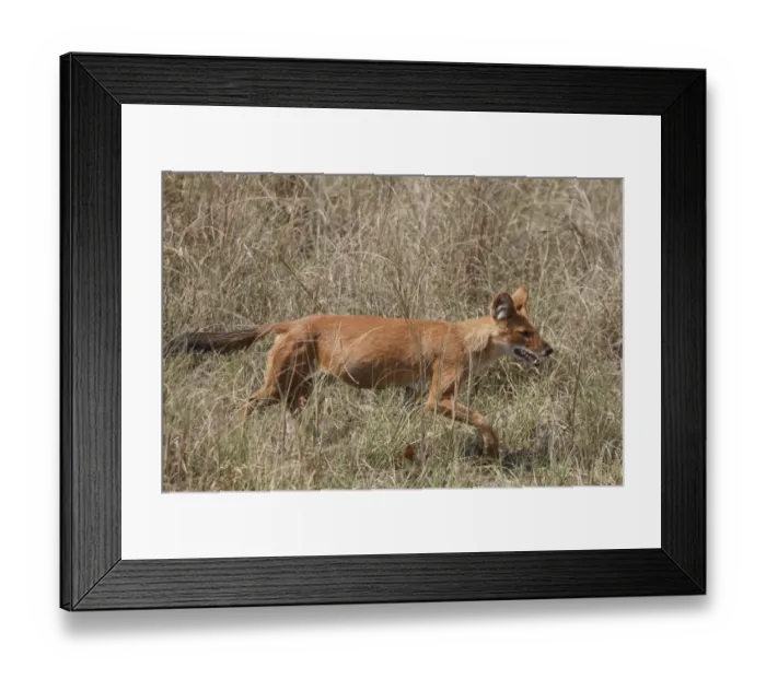 Framed Print : Dhole (Cuon alpinus) adult, walking in grass, Kanha N. P. Madhya Pradesh, India Framed Print : Dhole (Cuon alpinus) adult, walking in grass, Kanha N. P. Madhya Pradesh, India