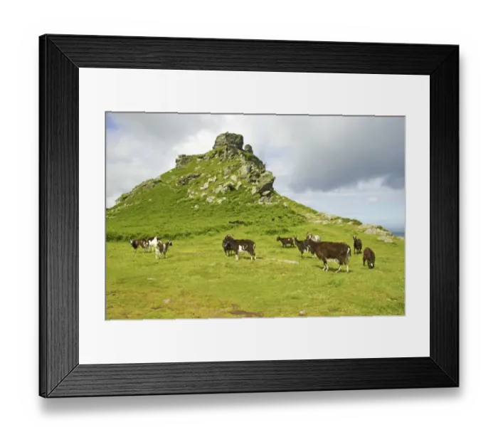 Framed Print : Feral Goat (Capra hircus) herd, standing in dry valley habitat, Lynton, Valley of the Rocks, Lynton, Exmoor N. P Framed Print : Feral Goat (Capra hircus) herd, standing in dry valley habitat, Lynton, Valley of the Rocks, Lynton, Exmoor N. P