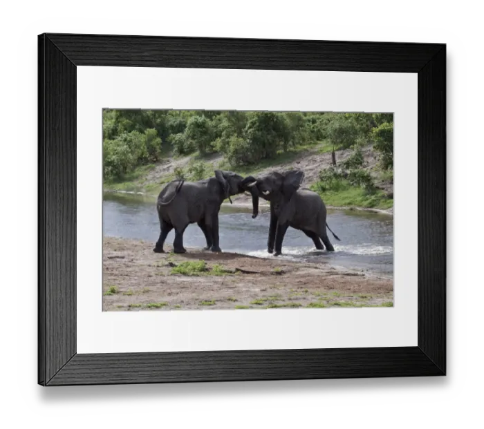 Framed Print : two African Elephants fight at small river cross Savuti Botswana Framed Print : two African Elephants fight at small river cross Savuti Botswana