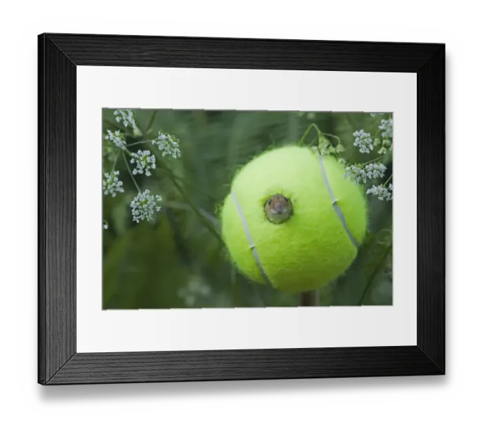 Framed Print : Harvest Mouse (Micromys minutus) adult, emerging from hole in tennis ball artificial nest on nature reserve, Norfolk Framed Print : Harvest Mouse (Micromys minutus) adult, emerging from hole in tennis ball artificial nest on nature reserve, Norfolk
