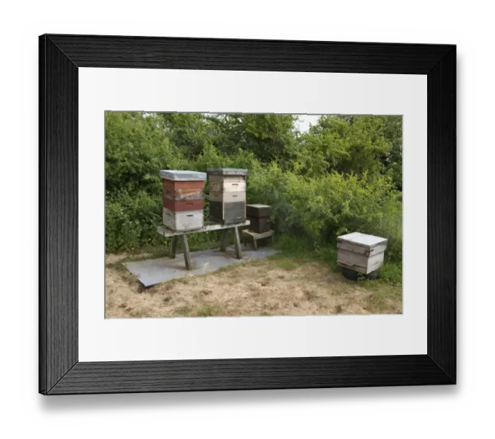 Framed Print : Western Honey bee hives showing the different sections with will contain honey and the larva of the bee colony Framed Print : Western Honey bee hives showing the different sections with will contain honey and the larva of the bee colony