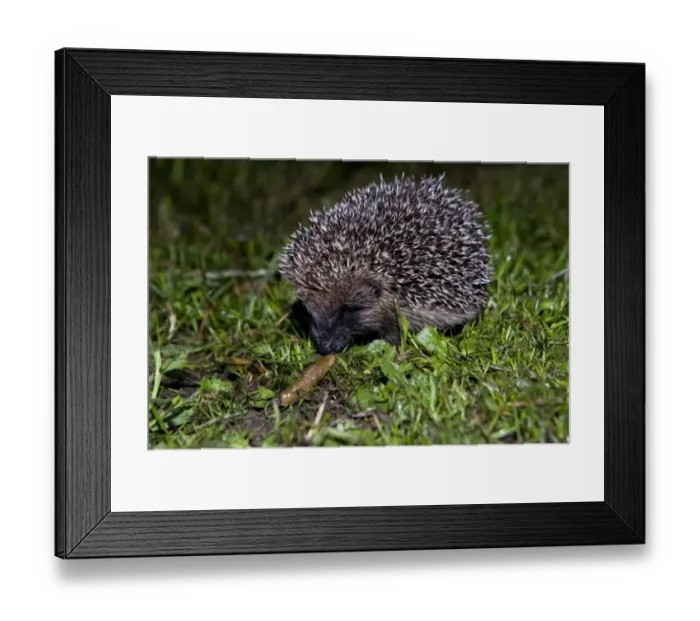 Framed Print : European Hedgehog (Erinaceus europaeus) young, feeding on slug in garden at night, England, june Framed Print : European Hedgehog (Erinaceus europaeus) young, feeding on slug in garden at night, England, june