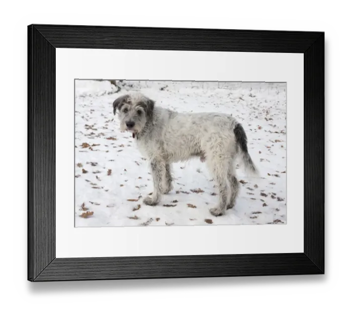 Framed Print : Domestic Dog, Greek Mountain Dog, elderly adult, standing in snow, England, december Framed Print : Domestic Dog, Greek Mountain Dog, elderly adult, standing in snow, England, december