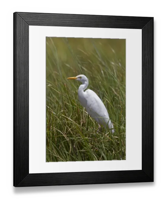 Framed Print : Yellow billed Egret - Okavango delta, Botswana Framed Print : Yellow billed Egret - Okavango delta, Botswana