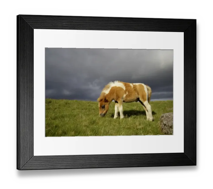Framed Print : Dartmoor Pony, foal, skewbald, grazing on moorland with approaching stormclouds, Dartmoor N. P. Devon, England Framed Print : Dartmoor Pony, foal, skewbald, grazing on moorland with approaching stormclouds, Dartmoor N. P. Devon, England