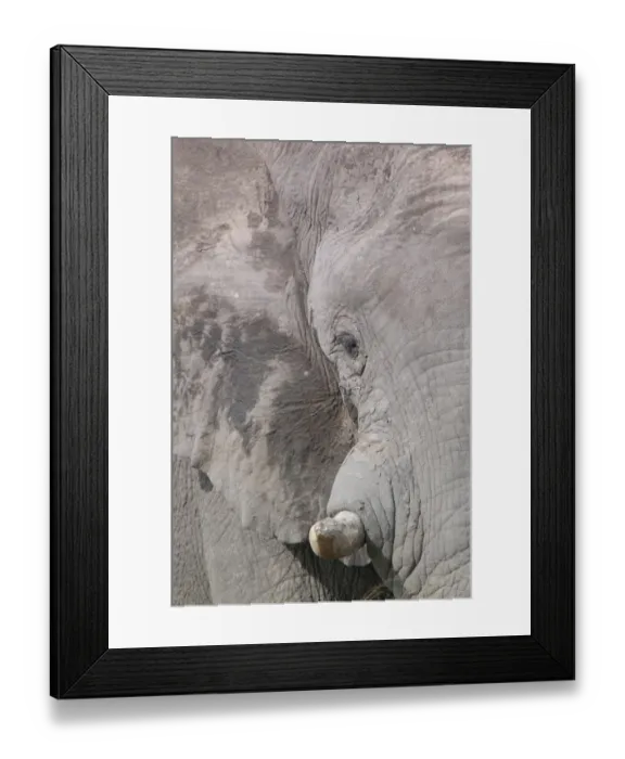 Framed Print : African Elephant (Loxodonta africana) adult, close-up of head, Okavango Delta, Botswana