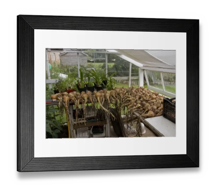 Framed Print : Onions drying in a greenhouse Framed Print : Onions drying in a greenhouse