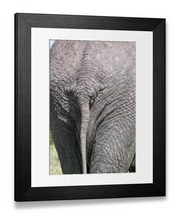 Framed Print : African Elephant (Loxodonta africana) adult, close-up of rump and tail, Okavango Delta, Botswana Framed Print : African Elephant (Loxodonta africana) adult, close-up of rump and tail, Okavango Delta, Botswana