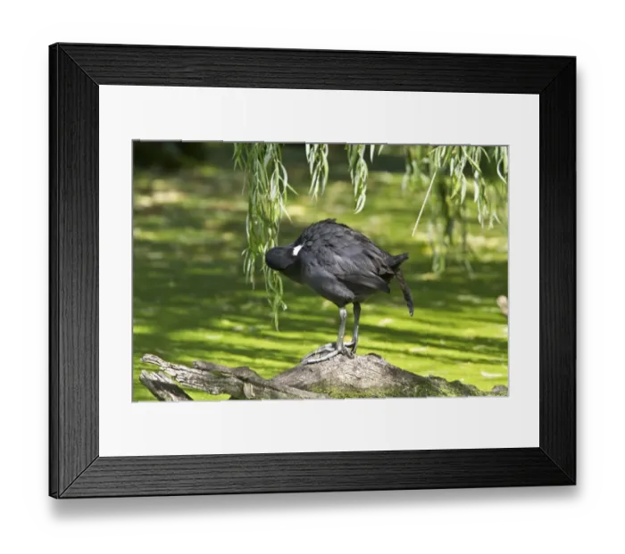 Framed Print : Red knobbed Coot preening at Rietvlei Nature Reserve South Africa