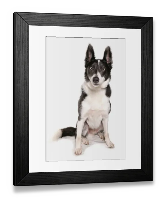 Framed Print : Domestic Dog, Husky cross, adult, cross-eyed, sitting Framed Print : Domestic Dog, Husky cross, adult, cross-eyed, sitting