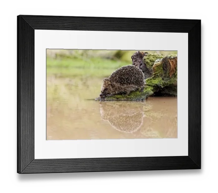 Framed Print : European Hedgehog (Erinaceus europaeus) adult, standing on log at edge of water, Midlands, England, june Framed Print : European Hedgehog (Erinaceus europaeus) adult, standing on log at edge of water, Midlands, England, june