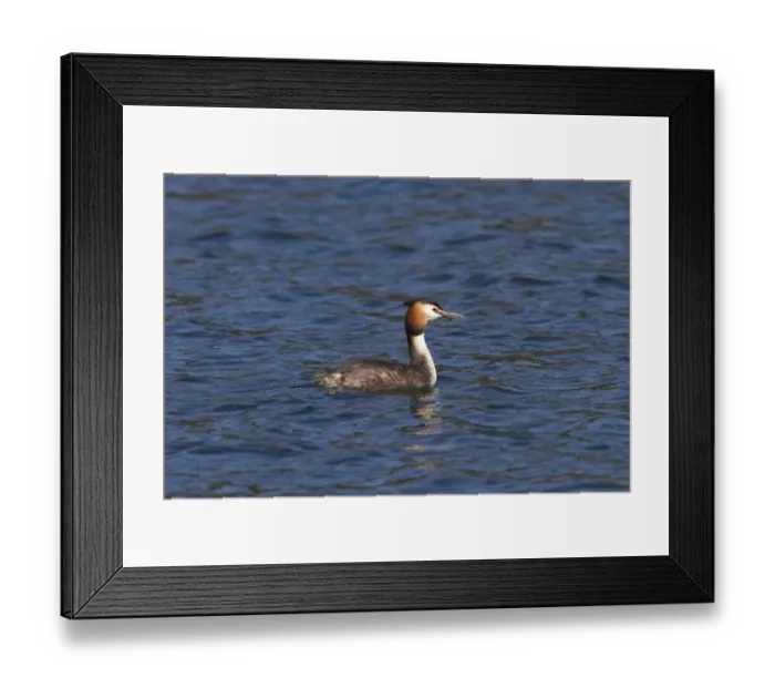 Framed Print : Great Crested Grebe -spring at Lackford Lakes, Suffolk Framed Print : Great Crested Grebe -spring at Lackford Lakes, Suffolk