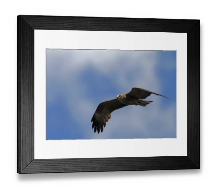 Framed Print : Black Kite in flight. Coto Donana, Spain Framed Print : Black Kite in flight. Coto Donana, Spain