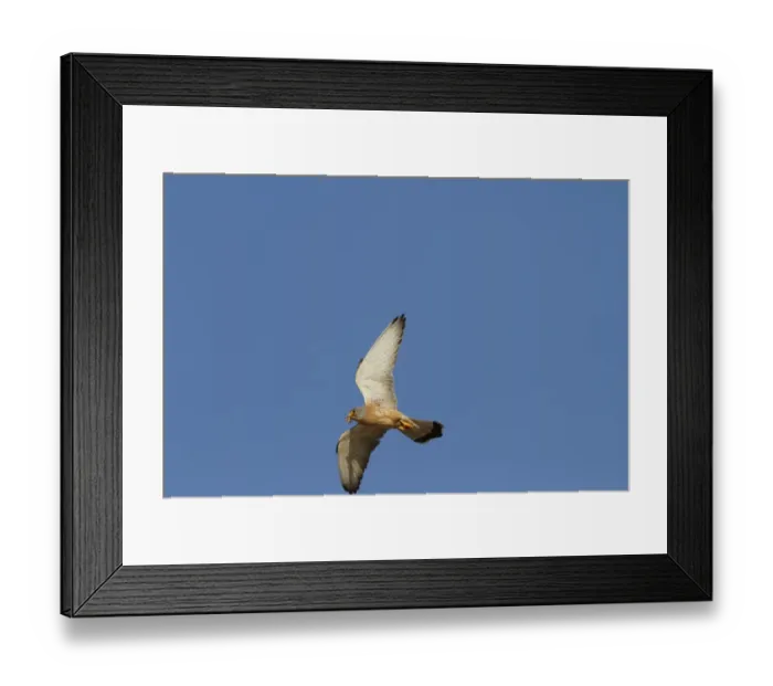 Framed Print : Northern Mockingbird (Mimus polyglottos) adult, standing on post, Lake Kissimmee, Florida, U. S. A Framed Print : Northern Mockingbird (Mimus polyglottos) adult, standing on post, Lake Kissimmee, Florida, U. S. A