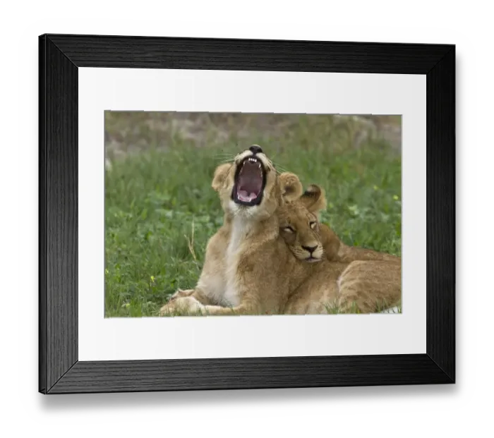 Framed Print : young lion snaps at flies Framed Print : young lion snaps at flies