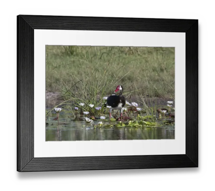 Framed Print : Spurwinged goose - Okavango, Botswana Framed Print : Spurwinged goose - Okavango, Botswana