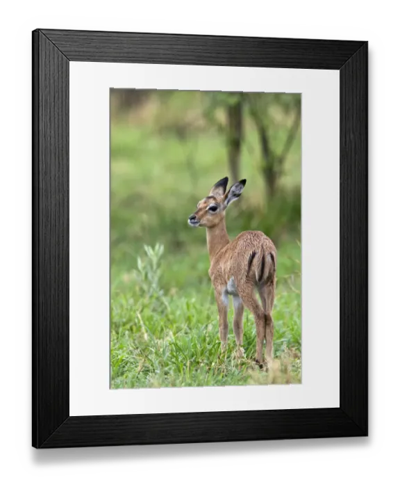 Framed Print : A very wet young Impala in Botswana Framed Print : A very wet young Impala in Botswana