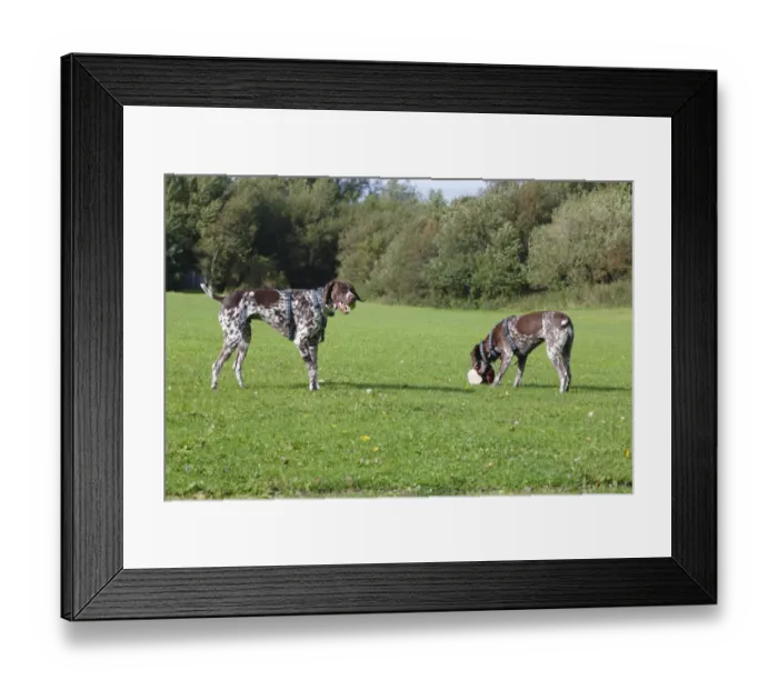 Framed Print : Domestic Dog, German Short-haired Pointer, adult male and female, playing with balls, Morecambe, Lancashire, England