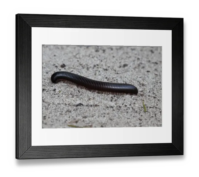 Framed Print : Giant Millipede - Botswana Framed Print : Giant Millipede - Botswana
