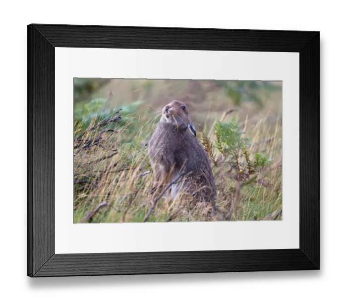 Framed Print : Mountain Hare (Lepus timidus) adult, feeding on grass seeds, sitting amongst burnt heather and bracken on moorland Framed Print : Mountain Hare (Lepus timidus) adult, feeding on grass seeds, sitting amongst burnt heather and bracken on moorland