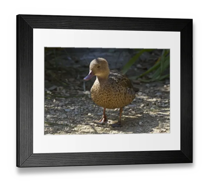 Framed Print : Madagascar Teal