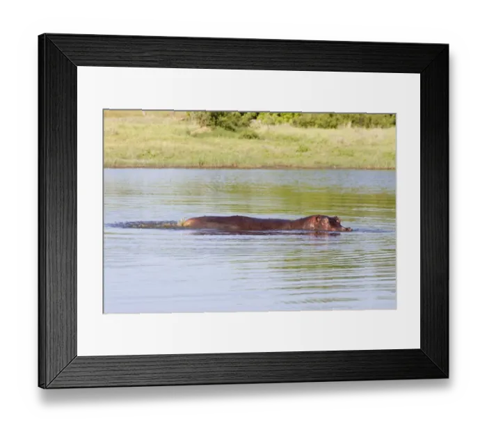 Framed Print : Hippopotamus (Hippopotamus amphibius) adult female, defaecating in water, Okavango Delta, Botswana Framed Print : Hippopotamus (Hippopotamus amphibius) adult female, defaecating in water, Okavango Delta, Botswana