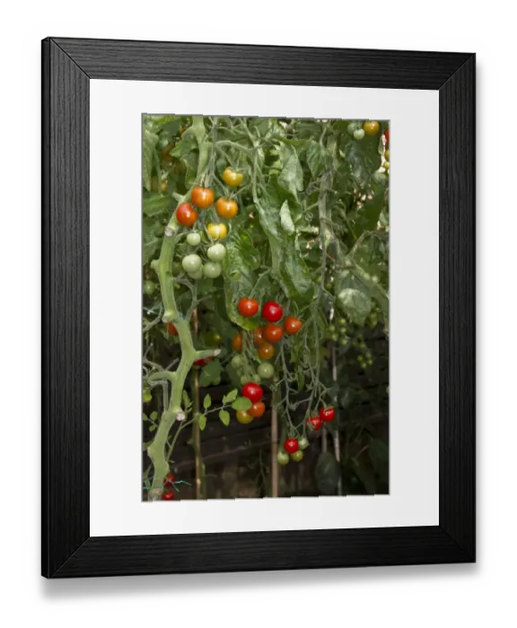 Framed Print : Sweet little cherry tomatoes Framed Print : Sweet little cherry tomatoes