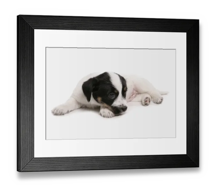 Framed Print : Domestic Dog, Jack Russell Terrier, puppy, laying Framed Print : Domestic Dog, Jack Russell Terrier, puppy, laying