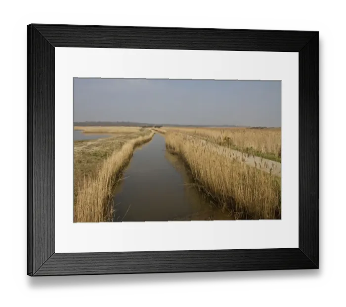 Framed Print : A drainage dyke lined with common reed at RSPB Minsmere looking north to Dunwich by the scrape walk Framed Print : A drainage dyke lined with common reed at RSPB Minsmere looking north to Dunwich by the scrape walk
