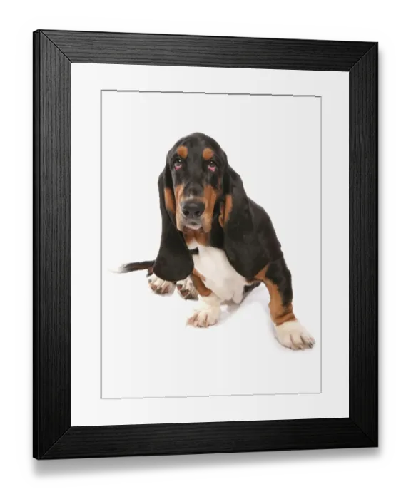 Framed Print : Domestic Dog, Basset Hound, adult, sitting Framed Print : Domestic Dog, Basset Hound, adult, sitting