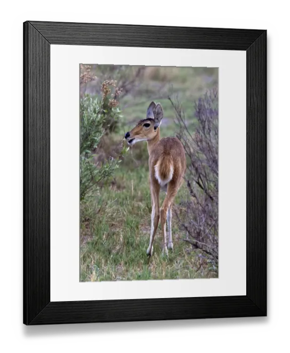 Framed Print : Female reedbuck near Kwara, Okavango Delta Botswana - Note the characteristic short bushy tail