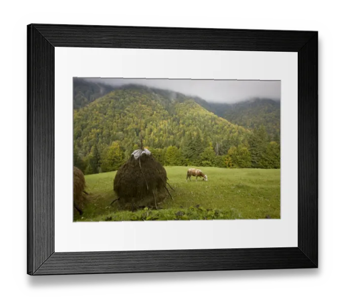 Framed Print : View of hay stooks, cow grazing amongst autumn crocus flowers in meadow, with autumnal mixed woodland on mountain Framed Print : View of hay stooks, cow grazing amongst autumn crocus flowers in meadow, with autumnal mixed woodland on mountain