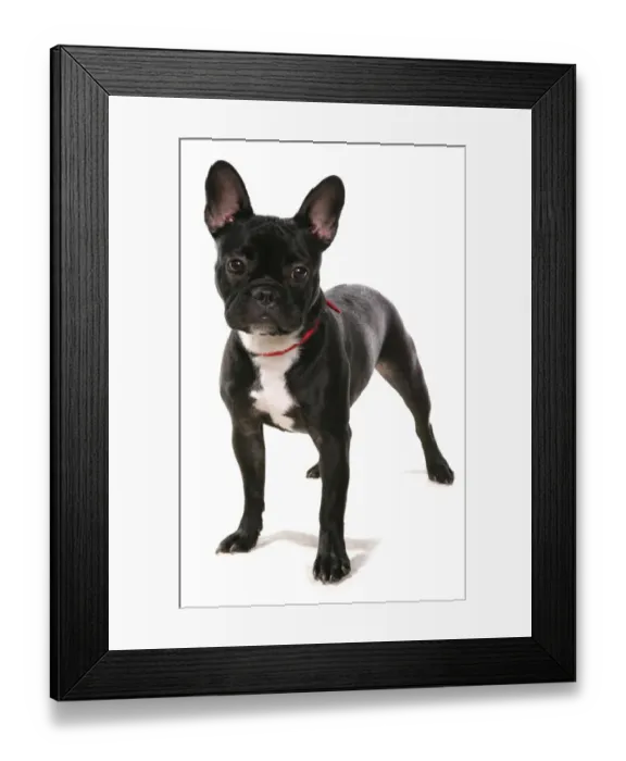 Framed Print : Domestic Dog, French Bulldog, adult, standing, with collar Framed Print : Domestic Dog, French Bulldog, adult, standing, with collar