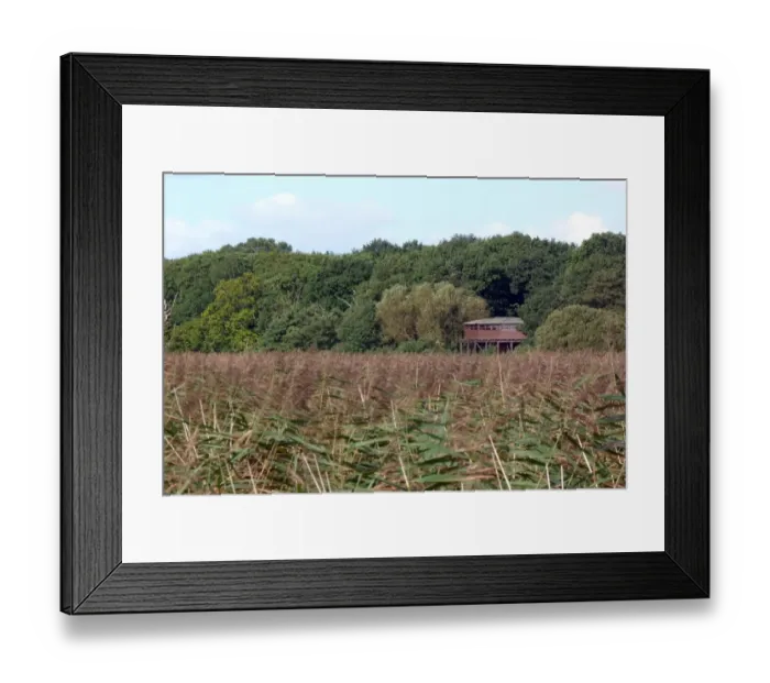 Framed Print : Bittern Hide at RSPB Minsmere Suffolk - A top place for viewing Bittern in the spring and summer Framed Print : Bittern Hide at RSPB Minsmere Suffolk - A top place for viewing Bittern in the spring and summer