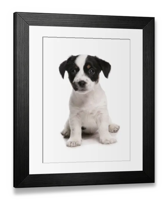 Framed Print : Domestic Dog, Jack Russell Terrier, puppy, sitting Framed Print : Domestic Dog, Jack Russell Terrier, puppy, sitting