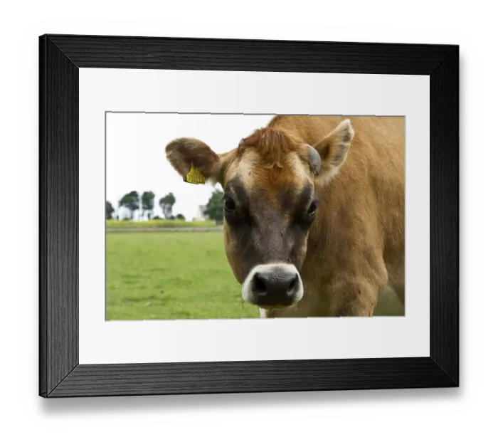 Framed Print : Jersey Cow with ear tag Framed Print : Jersey Cow with ear tag