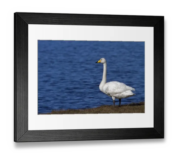 Framed Print : Whooper Swan standing - Islay Scotland Framed Print : Whooper Swan standing - Islay Scotland