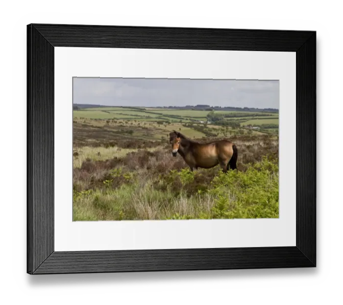 Framed Print : The Exmoor pony is a horse breed native to the British Isles, where some still roam as semi-feral livestock on Exmoor Framed Print : The Exmoor pony is a horse breed native to the British Isles, where some still roam as semi-feral livestock on Exmoor