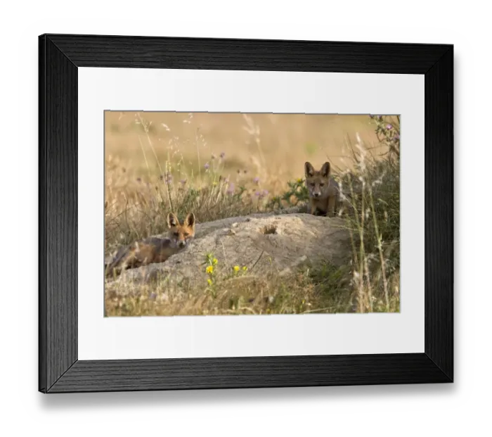 Framed Print : Young Fox cubs play by there den in Extremadura, spain