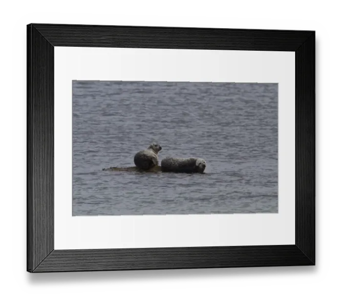 Framed Print : Common Seals on rocks, isle of Jura Scotland