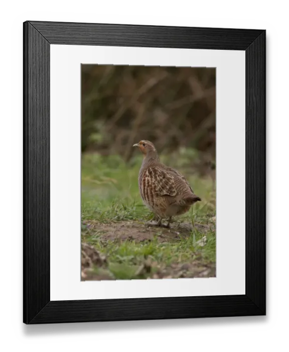 Framed Print : Adult female Grey Partridge standing on grass cover - North Norfolk Framed Print : Adult female Grey Partridge standing on grass cover - North Norfolk